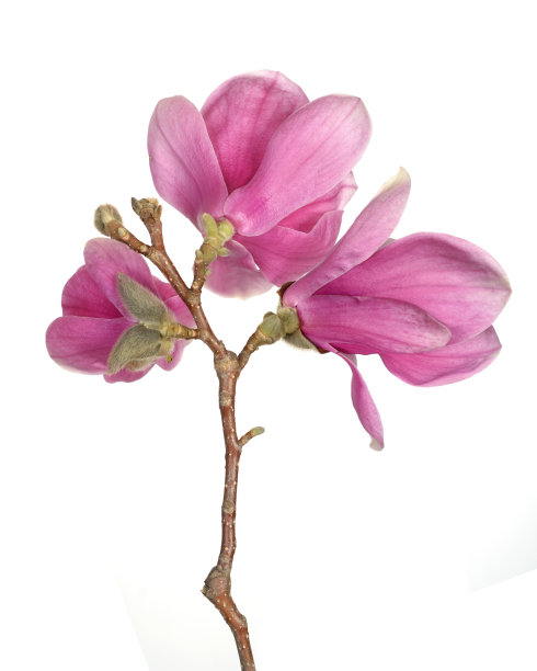 玉兰类,花簇,花蕾