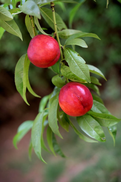 nectarines