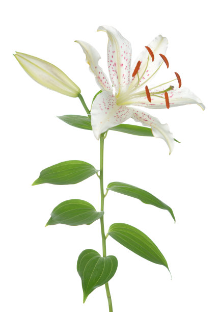 百合花,花簇,花