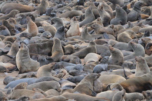 colony