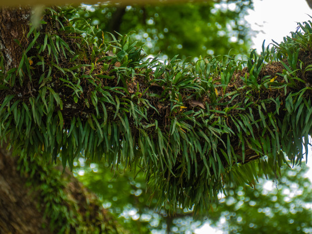 叶子,枝繁叶茂,植物学