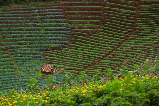 农业,越南,弯曲