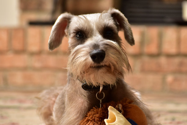 schnauzer
