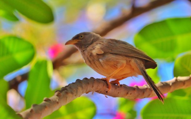 robin-chat