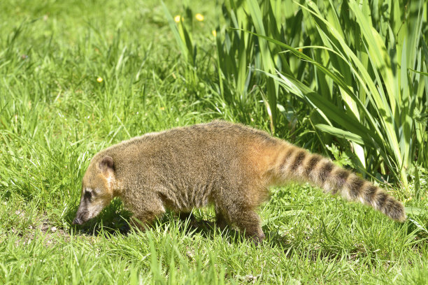 coatimundi