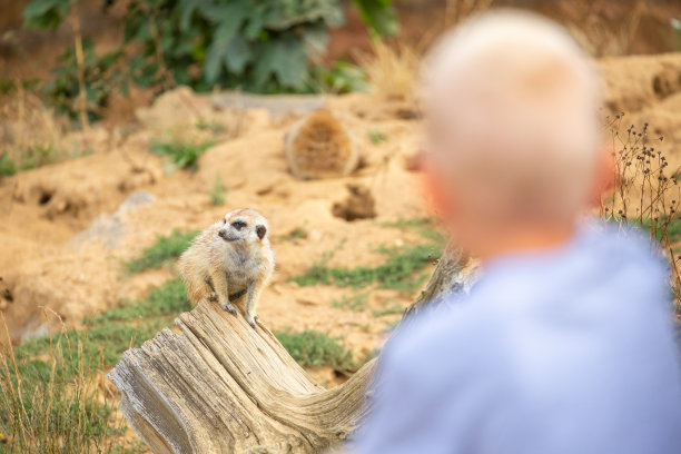 meerkat