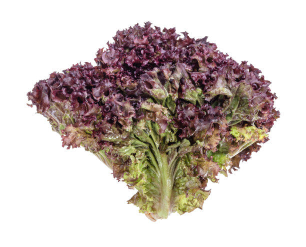 lactuca