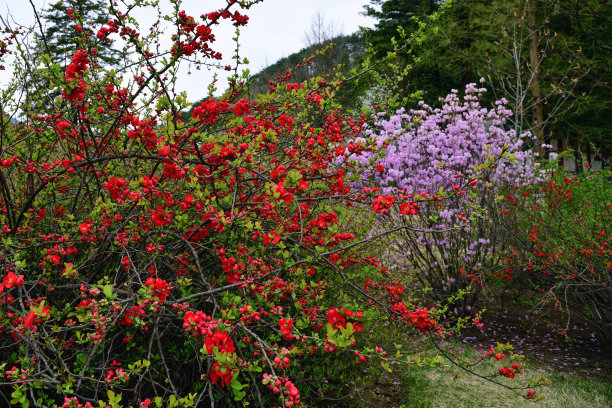 chaenomeles