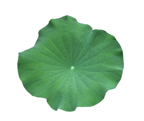 lotus