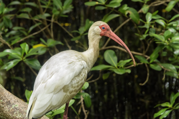 ibis