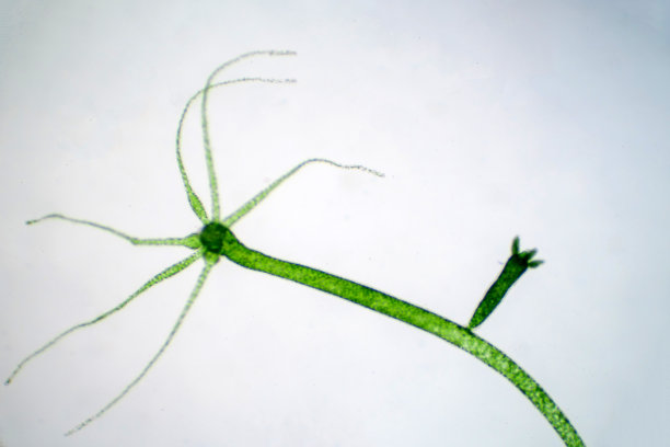 cnidaria