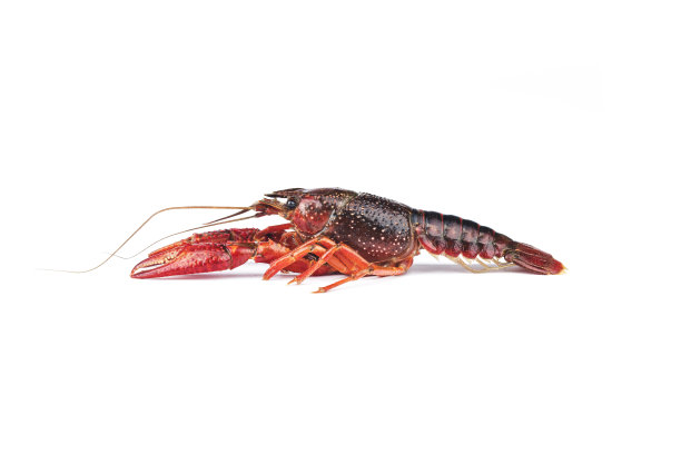 crawdad