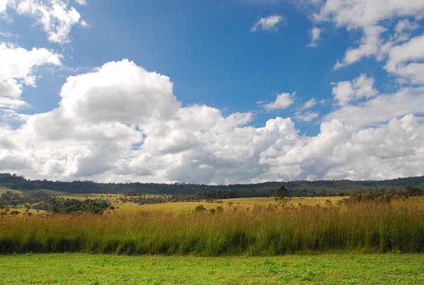 savanna