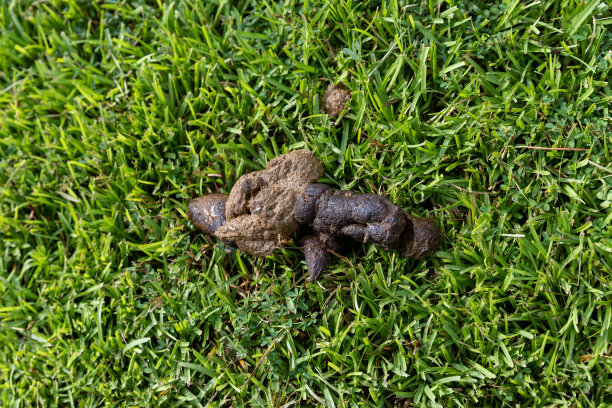 poo