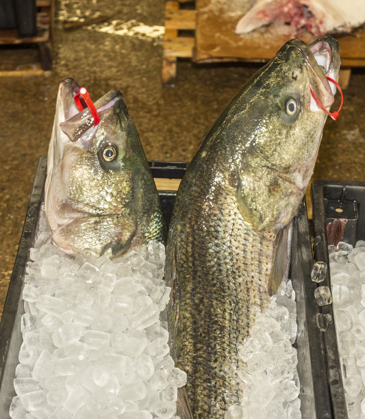 rockfish