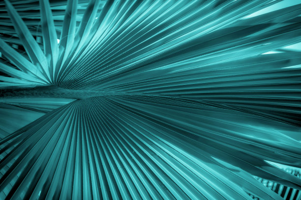 清新蓝绿棕榈叶图案背景