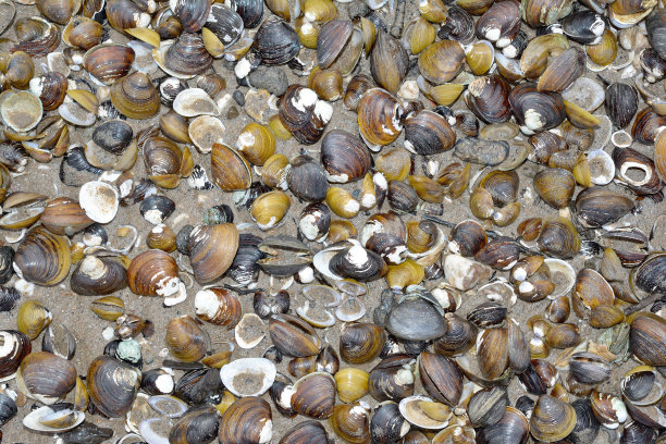 mussels