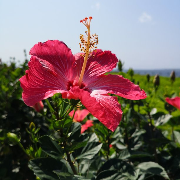 aloha