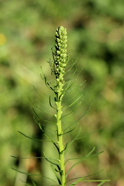 liatris