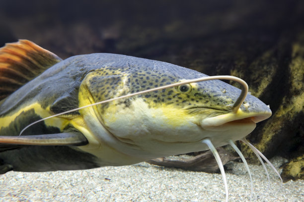 catfish