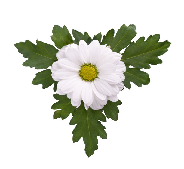 marguerite