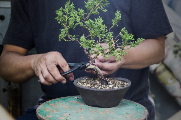 bonsai