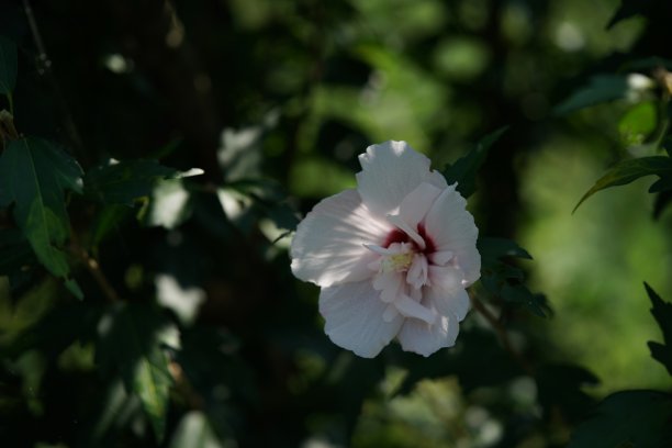 hibiscus