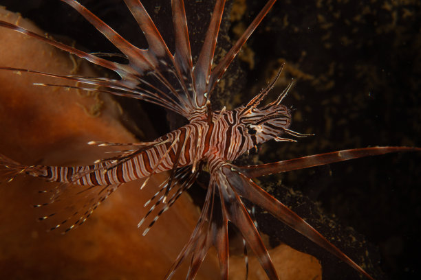 lionfish