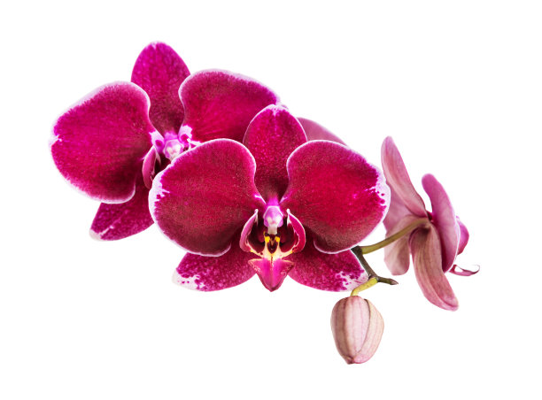 花蕾,花簇,嫩枝