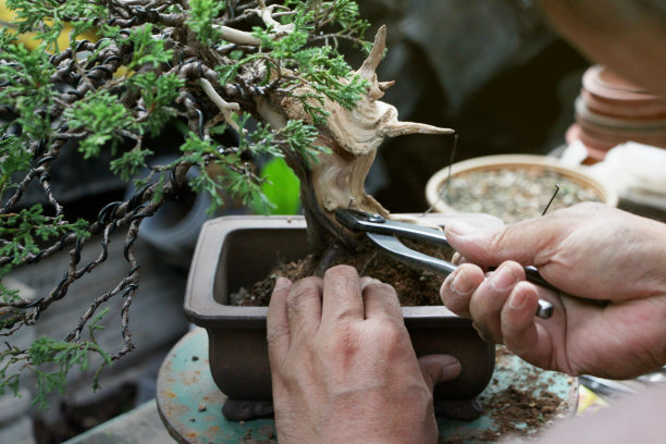 bonsai