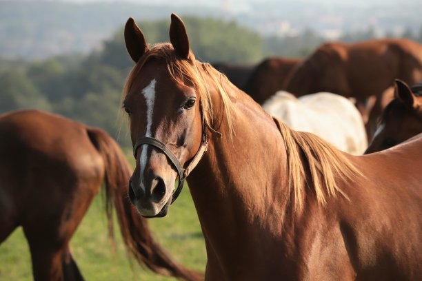 horse
