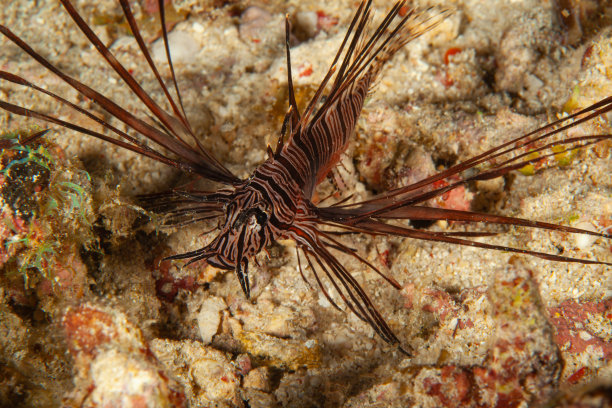 lionfish