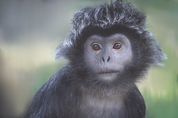 saguinus