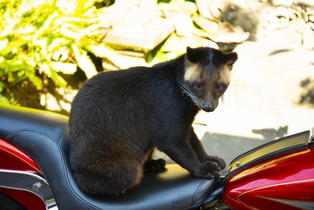civet
