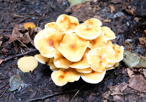 cortinarius