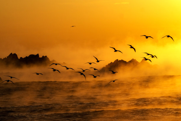 飞鸟蓝色大海壁纸