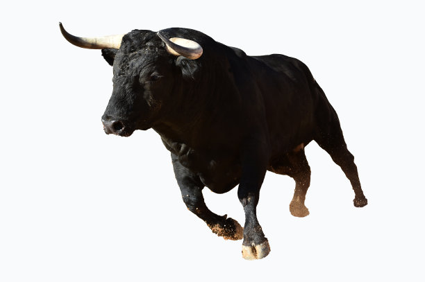 toro