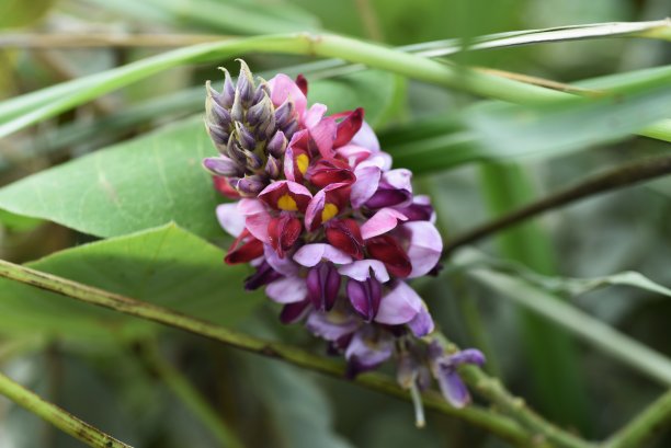 legume