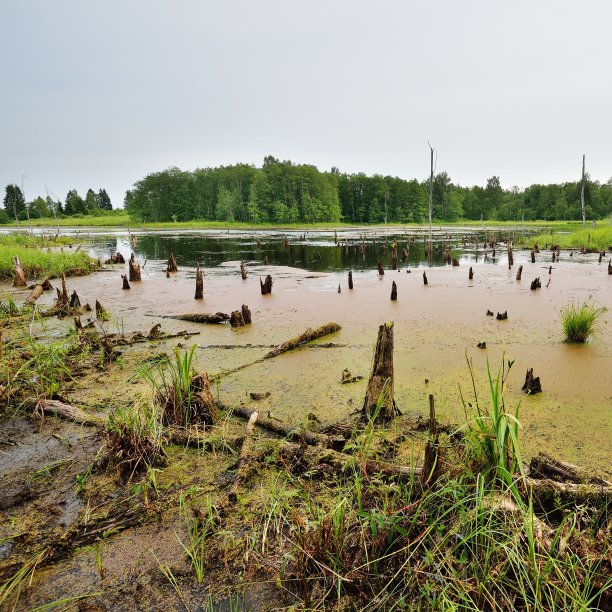 marsh
