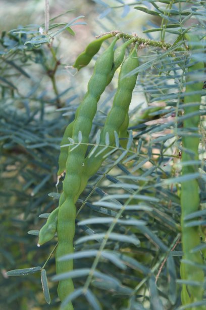 legume