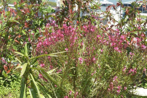 epilobium