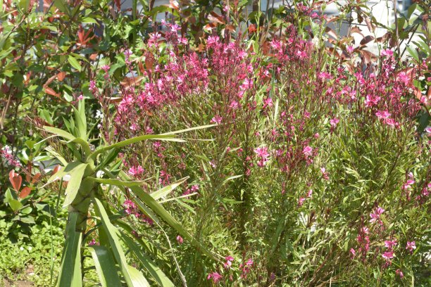 epilobium