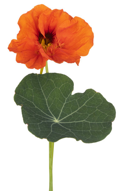 nasturtium