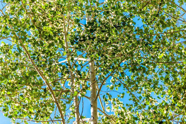 aspen