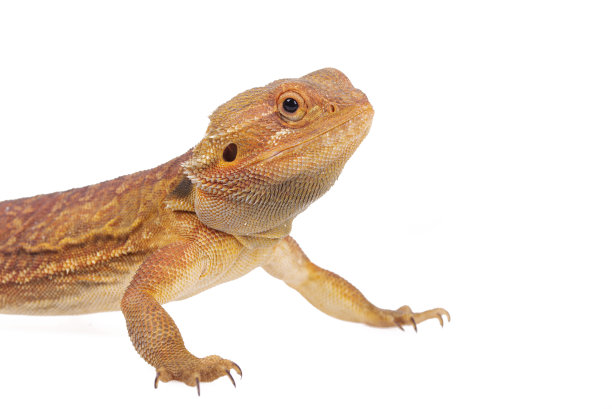 pogona