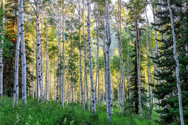 aspen