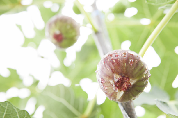 ficus