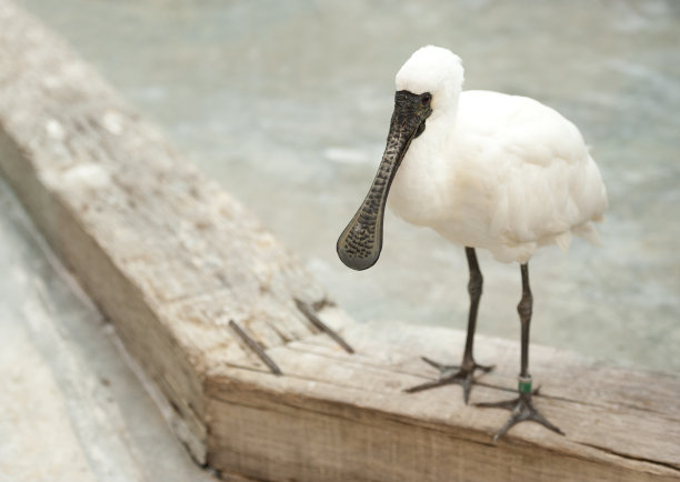 spoonbill