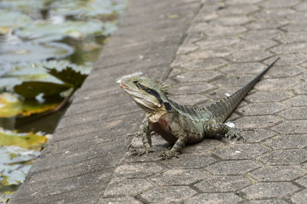 physignathus