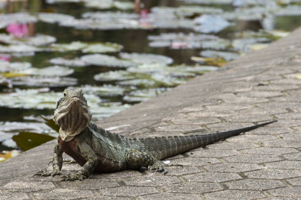 physignathus